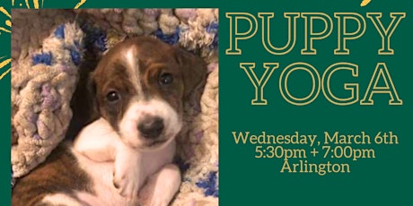 Puppy Yoga at the Animal Welfare League of Arlington primary image