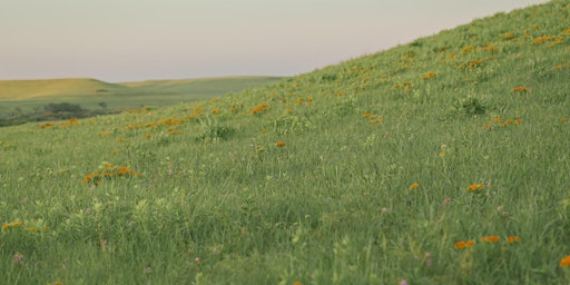Konza Prairie Wildflower Walk  primärbild