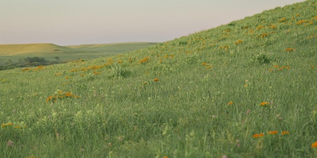 Konza Prairie Wildflower Walk