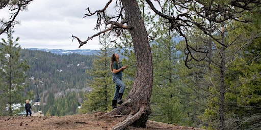 IN A LANDSCAPE: Pine Street Woods