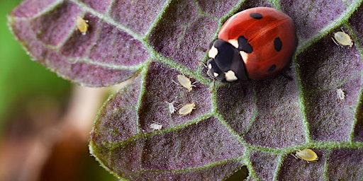 Imagem principal do evento Lunch & Learn: What's Bugging Your Garden?