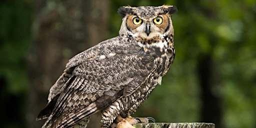 Imagen principal de Outstanding Owls !