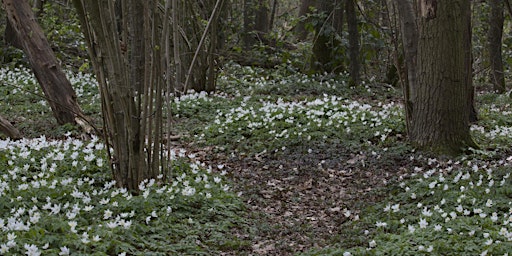 Visit Lion Coppice in Springtime