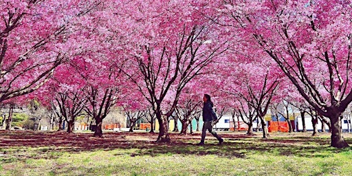 Imagem principal do evento Walk&Talk - Cherry Blossoms (Central Park)