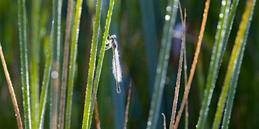 Imagem principal de Junior Rangers - Waterbugs & Wetland Wonders
