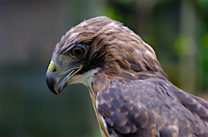 Hauptbild für Winged Wisdom: Understanding Birds of Prey