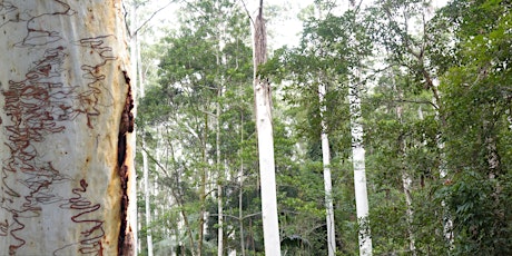 NaturallyGC Identification of Local Eucalypts