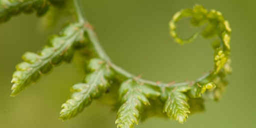 Identifying Britain's ferns and North of Scotland Group AGM primary image