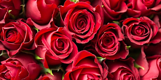 Image principale de Magic of Roses