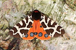 Moth Night  primärbild