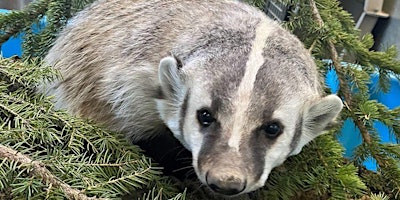 Primaire afbeelding van All About Calgary Wildlife