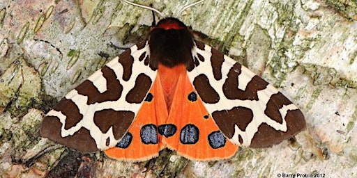 Marvellous Moths  primärbild