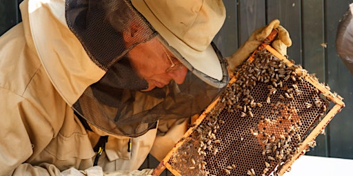 Hauptbild für Workshop honingbijen (11 april & 20 april)