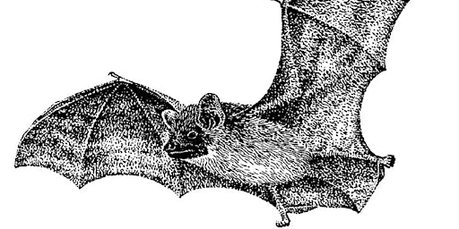 Imagen principal de Bat Walk