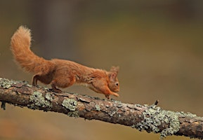 Bringing back our lost wildlife with Molly Frost primary image