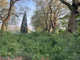 Primaire afbeelding van London Fields Biodiversity - site development and upkeep May 2024