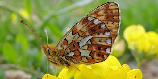 Jewels of the Air – Butterflies & Moths walk  primärbild