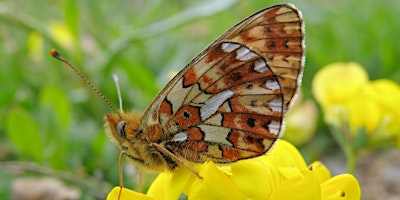 Immagine principale di Jewels of the Air – Butterflies & Moths walk 