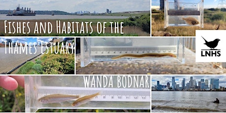 Imagem principal do evento Fishes and Habitats of the Thames Estuary by Wanda Bodnar