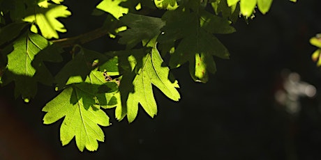 Holland Park Tree Identification Walk