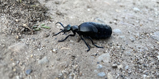 Oil Beetle ID Workshop primary image