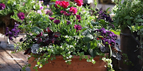 Second Summer Container or Hanging Basket Workshop primary image