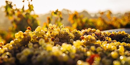 Hauptbild für Chameleon: Chardonnay, Chenin Blanc, Riesling