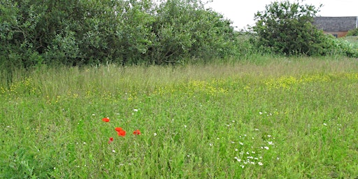 NCHS -Soil Saviours, Wildflower Meadow Management primary image