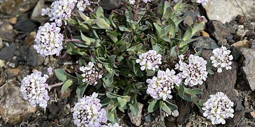 Botanical Walk and Drawing Workshop at Killhope Lead Mining Museum primary image