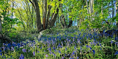 Primaire afbeelding van Bluebell Walk at Coed y Felin