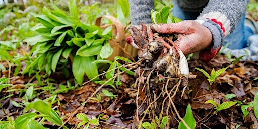 Imagem principal do evento Urban Foraging