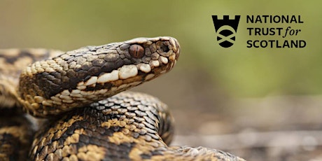 Reptiles at Rockcliffe