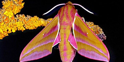 Image principale de Moths Morning- Meeting the Moths of Nettle Hill