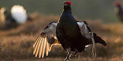 Imagem principal de Dawn Chorus at Gors Maen Llwyd