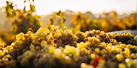 Image principale de Upside Down: Wines of the Southern Hemisphere