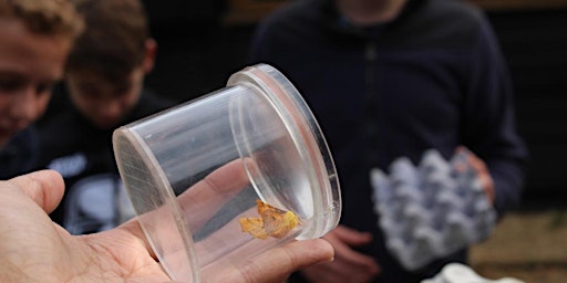 Testwood Lakes Wildlife Rangers - Bug Hunting and Pond Dipping primary image