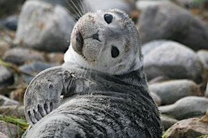 Hauptbild für Seal Walk