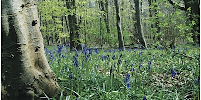 Woodlands and Wildflower Walk  - BILINGUAL  primärbild