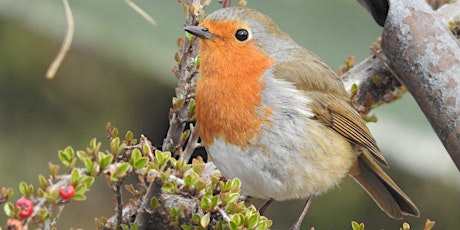 Dawn Chorus Ranger-led Guided Walk @ Pitmedden Garden