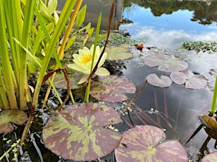 Pond Dipping at Pelhams Park / Kinson Manor Playing Fields