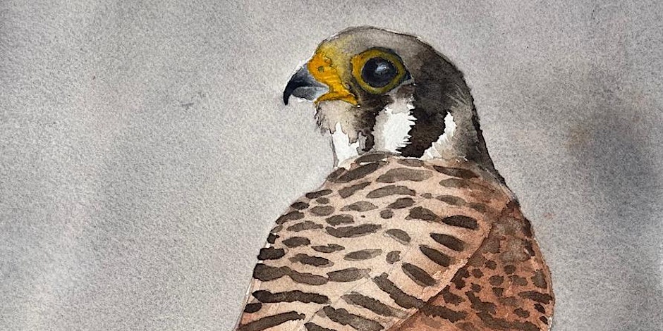 Birds in Watercolor: American Kestrel with Ronna Fujisawa