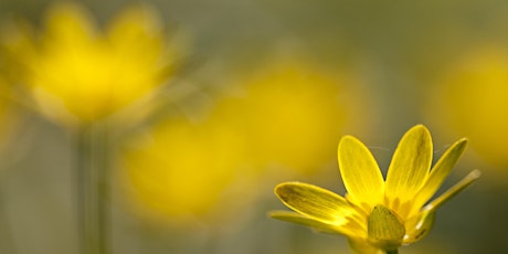 Drawing from Nature at Crane Park Island (spring flowers)