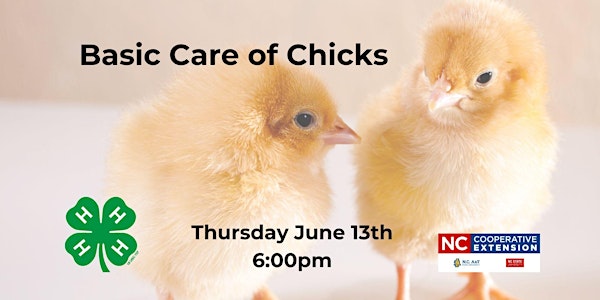 Basic Care of Chicks