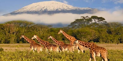 Hauptbild für Africa Safaris - Tanzania Travel Talk at Travel Central in Metairie