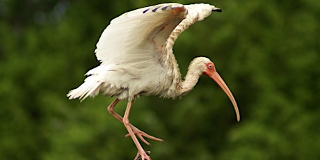 Island Nature Tour (2024)