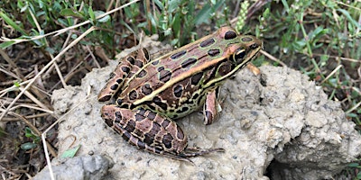 Hauptbild für Frog Symphony