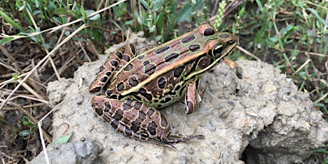 Frog Symphony