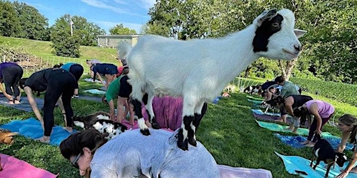 Immagine principale di Baby Goat Yoga @ Pere Marquette Lodge 