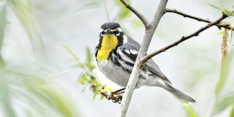 How to Find and Identify Spring Warblers with Matt Felperin