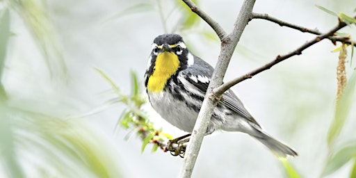 How to Find and Identify Spring Warblers with Matt Felperin primary image